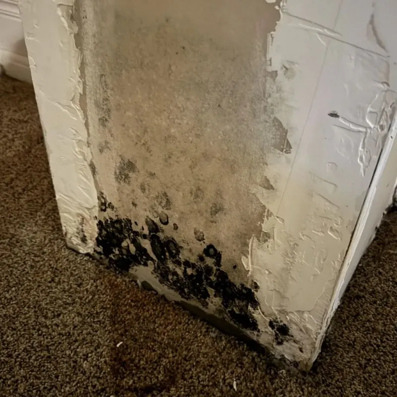 Professional Mold Removal in Salisbury, VT